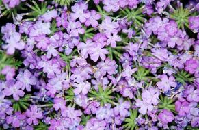 dew drops on tiny purple flowers, background