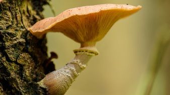 fungus on a tree bark