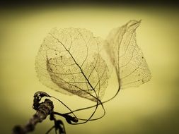 transparent dry leaves close up