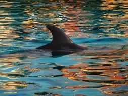 dolphin fin nature