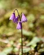 flowers of Snowbell, Soldanella, in wild