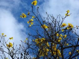 yellow spring flowers on tree on a clear sunny day
