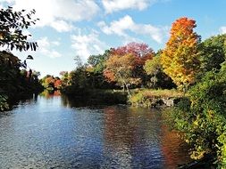 Autumn forest on a lake bank