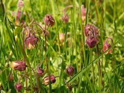 avens on a green meadow