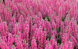 colorful heather autumn flower bloom