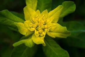striking yellow wild plant