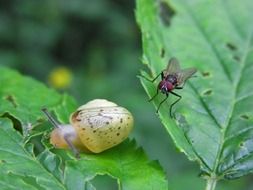 fly and a snail on a green plant close up