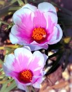 picture of the portulaca flowers