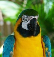 macaw parrot on green tree background