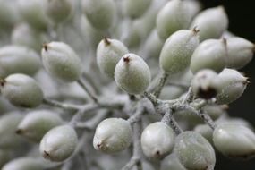 plant macro white nature bud