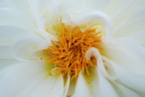 tender white flower macro