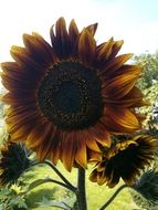 Close-up of the sun flower