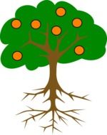 drawing of an orange tree with roots