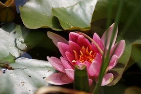 blooming pink lily