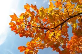 Orange tree crown
