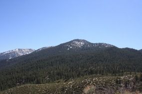 mountains forest in Nevada