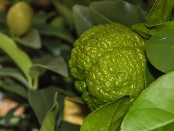 ripening green lemon