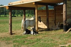 beautiful and delightful germany horses