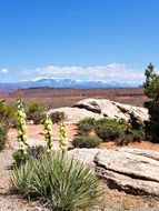 Landscape of Arizona nature