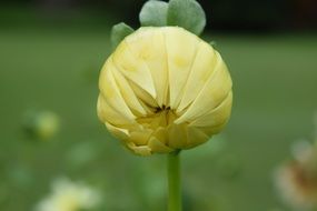breathtaking petals nature