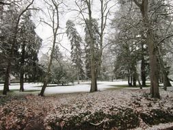 landscape of the wintry park