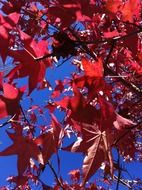 Red leaves in Australia