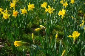 daffodil flower meadow