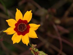 bright natural flower