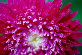 Macro photo of the white and pink flower