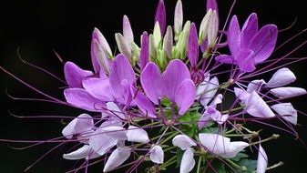 purple inflorescence of Spider flower, Cleomenes at darkness