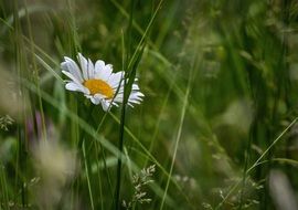 lonely marguerite daisy on meadow
