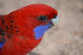 australia red rosella bird