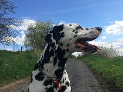 Profile portrait of the beautiful and cute, white and black Dalmatian dog among the plants