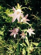 Beautiful, blossoming pink lily flowers in blossom