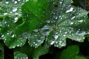 large raindrops on green leaves close-up