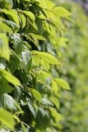 beech hedge close up