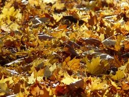 autumn leaves on the ground on a sunny day