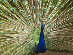 blue peacock with colorful feathers