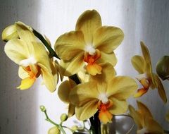 bunch of pale yellow orchids