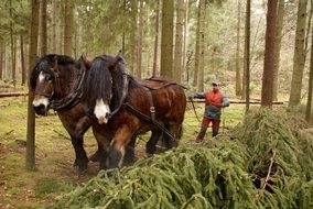 Photo of logging horses in a forest