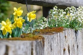 spring narcissus easter flowers