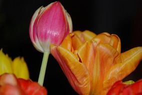tulip flower nature leaf spring