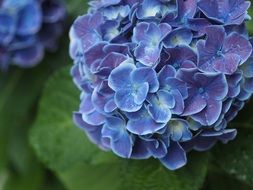 dark blue hydrangea flower