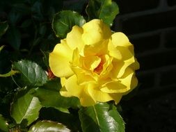 yellow rose with green leaves