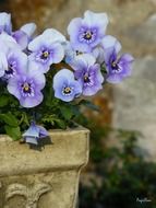 violet pansy in the flowerbed