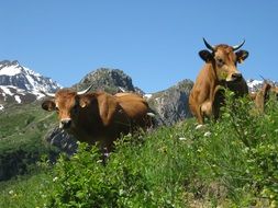 brown cows on a mountain meadow on beautiful landscape