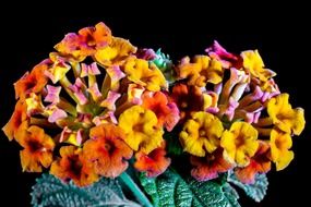 lantana camara ornamental plant