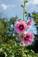 Closeup of a pink hollyhock blossom