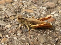 fabulous grasshopper insect