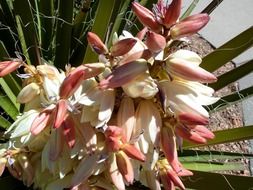 fresh desert suculent flowers blossom macro